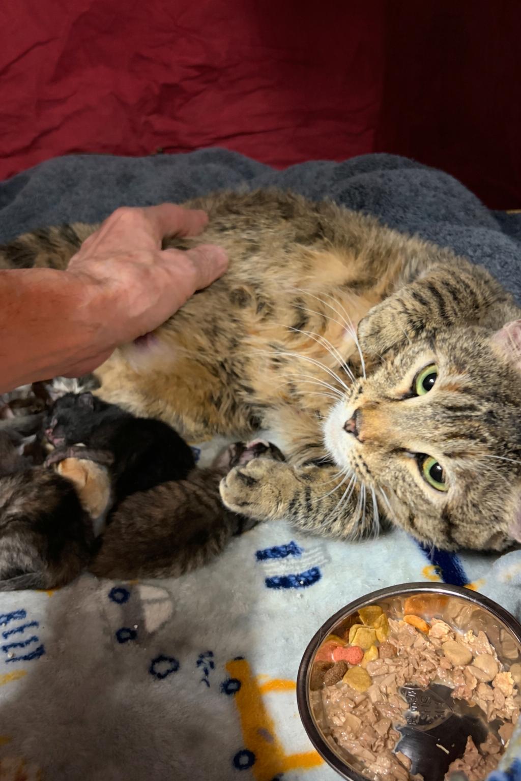 Daphne, ADOPTABLE, Young Female Tabby.