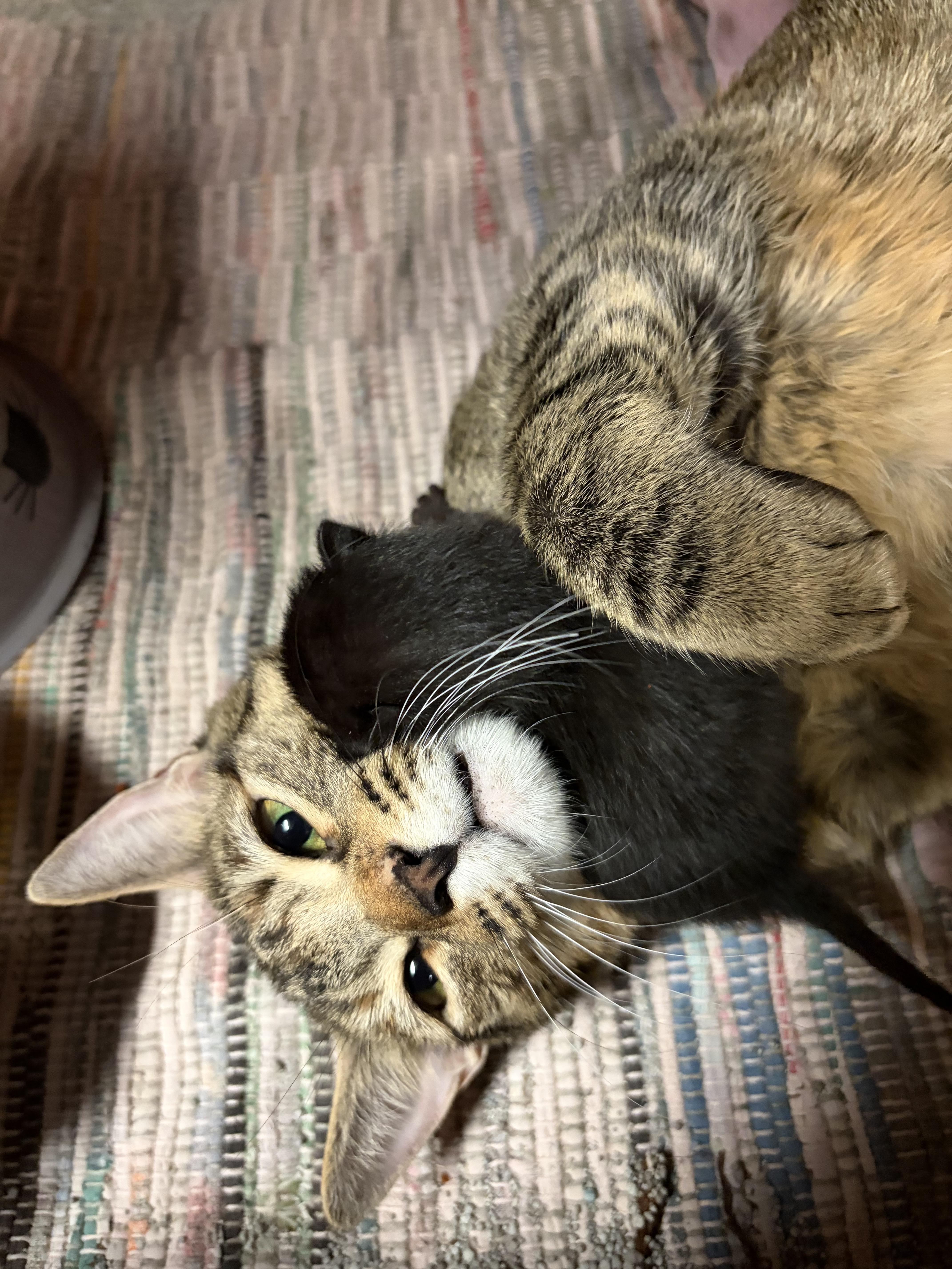 Enlarge Daphne, a ADOPTABLE Tabby in Wadsworth, IL image 5/5