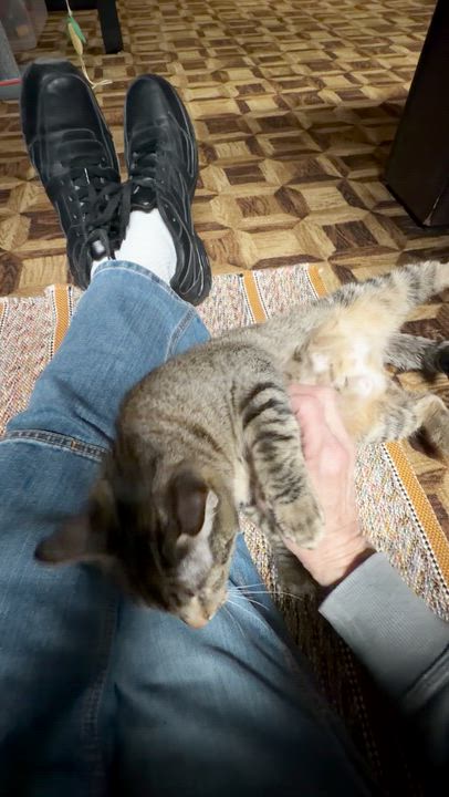 Enlarge Daphne, a ADOPTABLE Tabby in Wadsworth, IL video 4/5