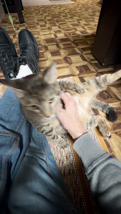 Enlarge Daphne, a ADOPTABLE Tabby in Wadsworth, IL video 3/5