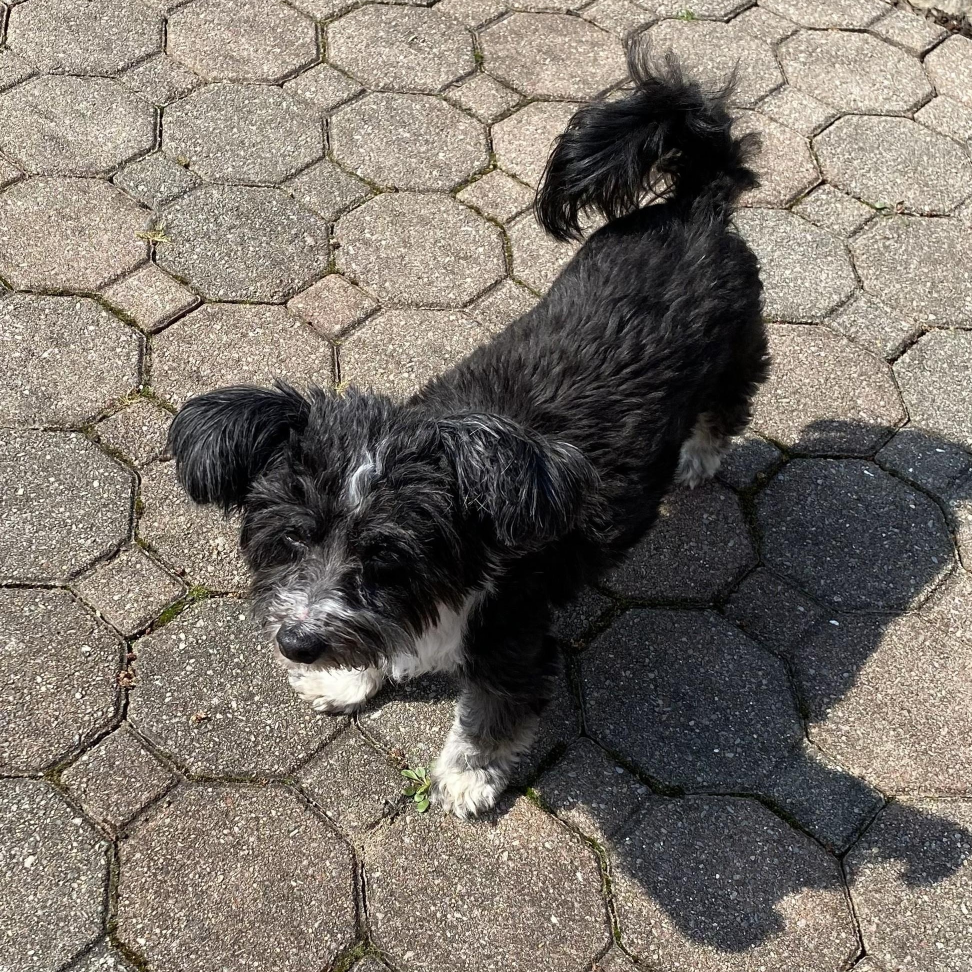 Enlarge Tillie, a Adoptable Havanese in South Charleston, OH image 2/6