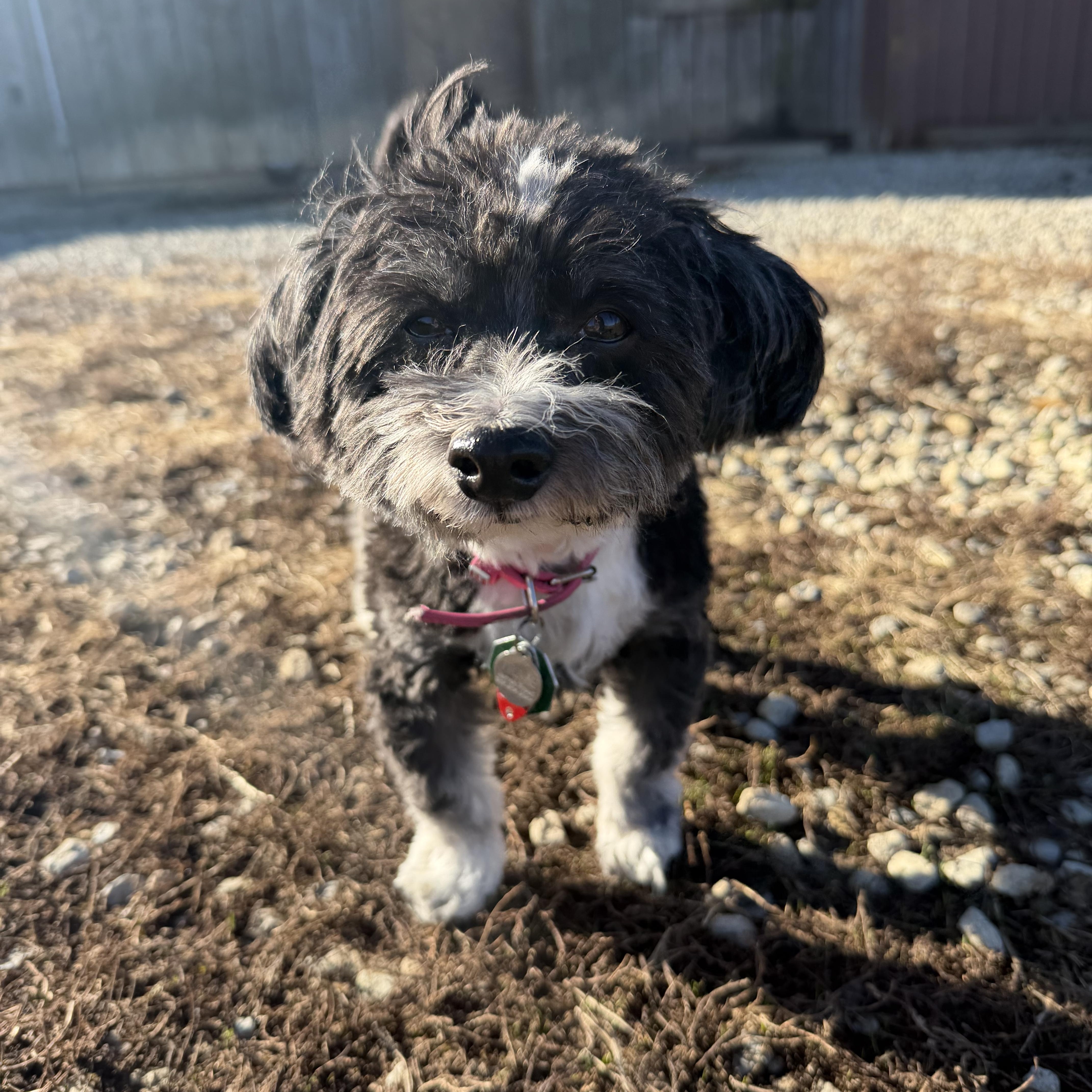 Enlarge Tillie, a Adoptable Havanese in South Charleston, OH image 4/6