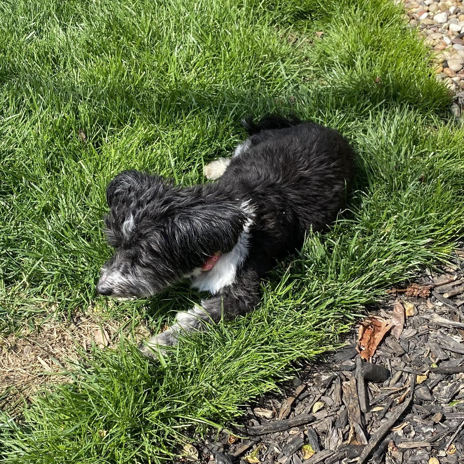 Enlarge Tillie, a Adoptable Havanese in South Charleston, OH image 5/6