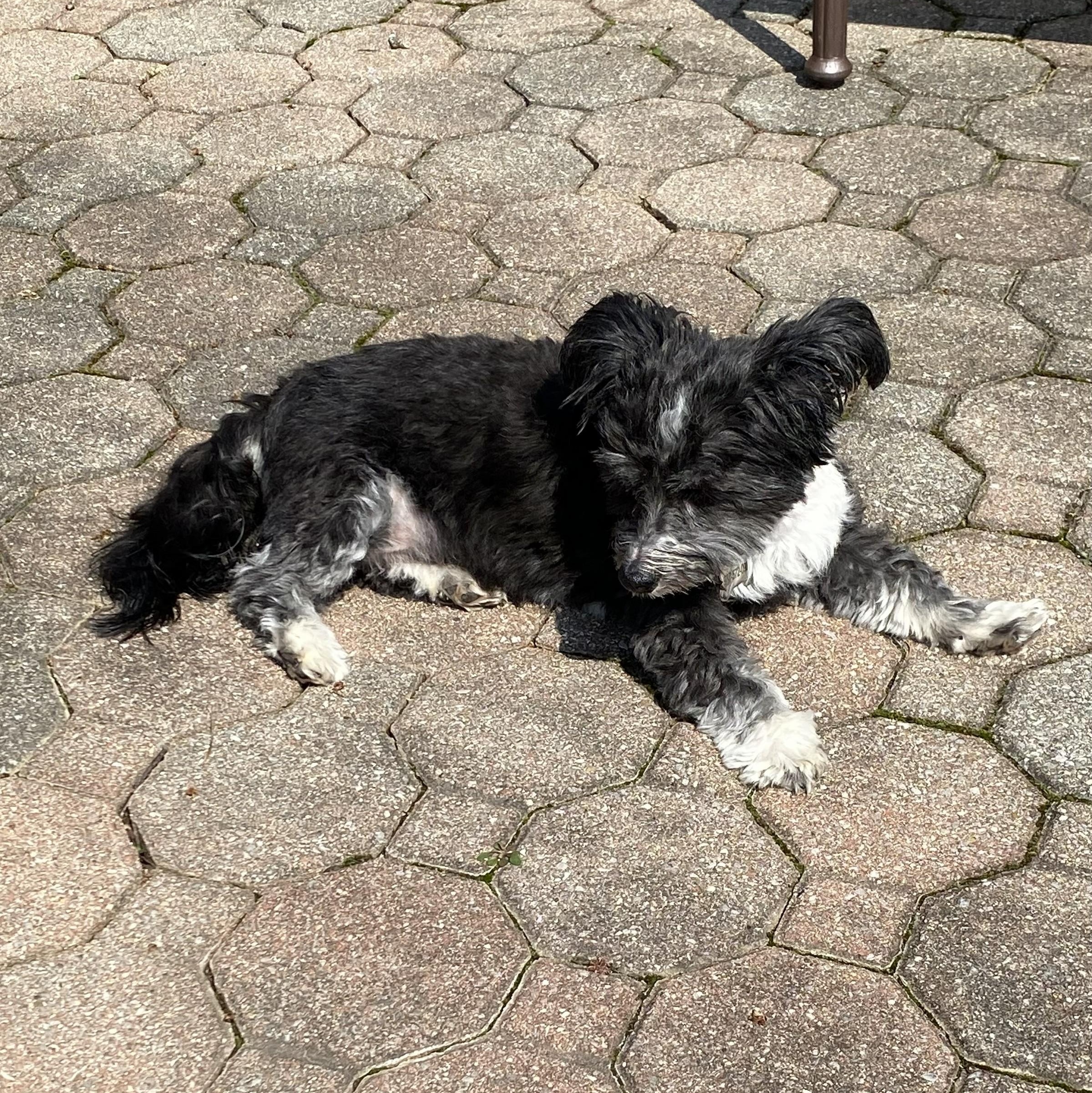 Enlarge Tillie, a Adoptable Havanese in South Charleston, OH image 3/6