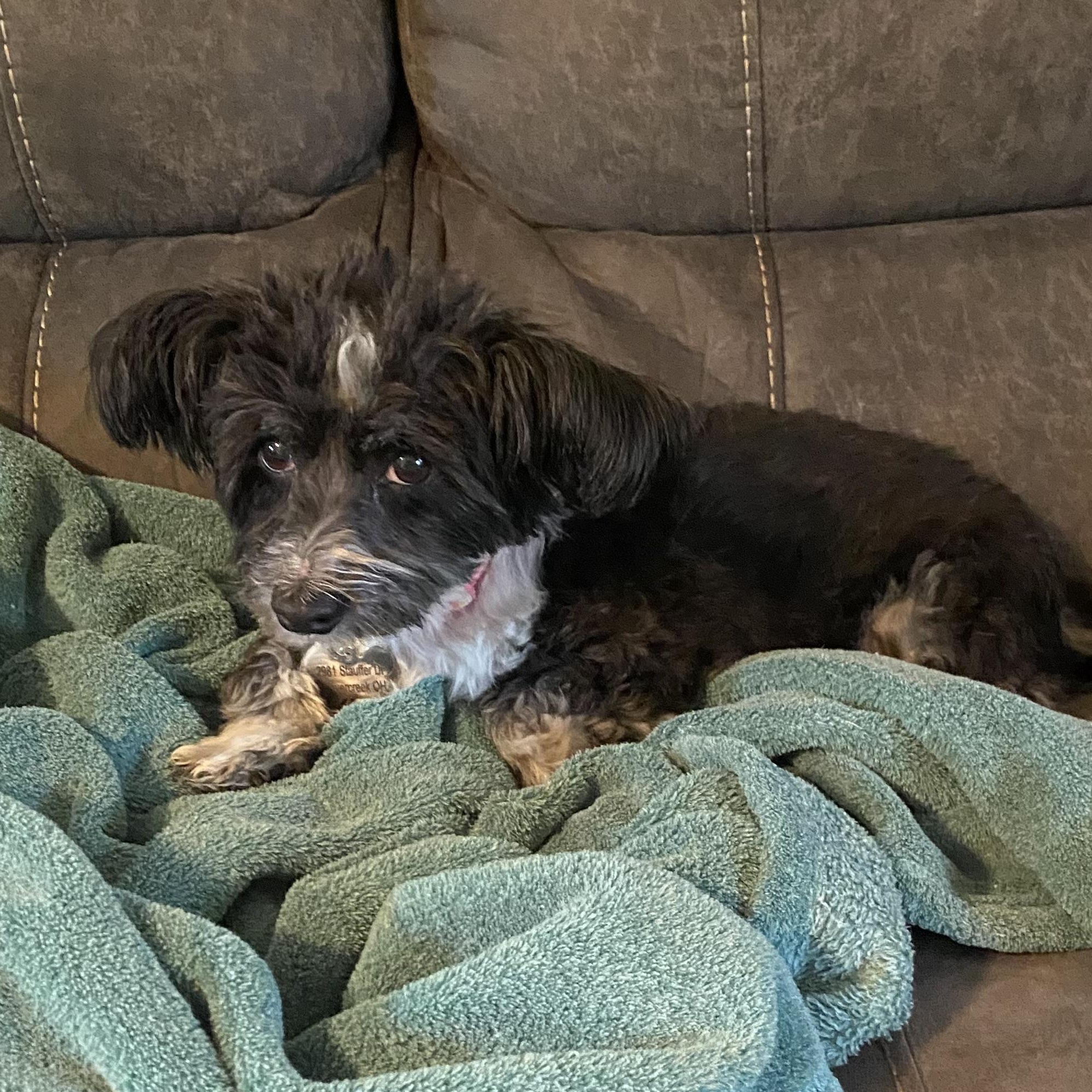 Enlarge Tillie, a Adoptable Havanese in South Charleston, OH image 1/6