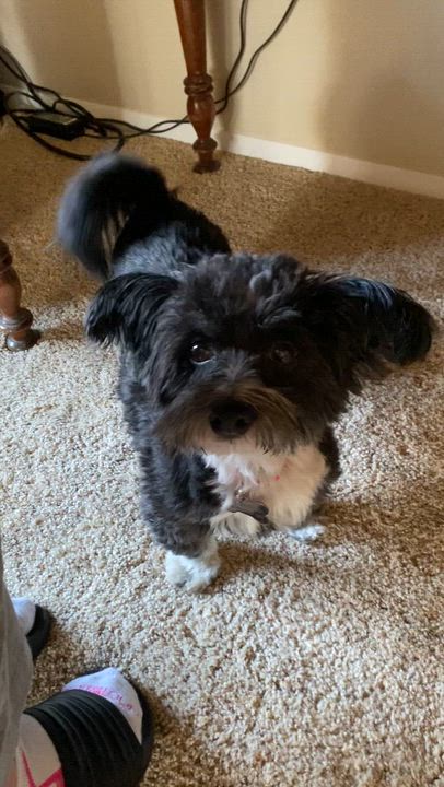 Enlarge Tillie, a Adoptable Havanese in South Charleston, OH video 6/6