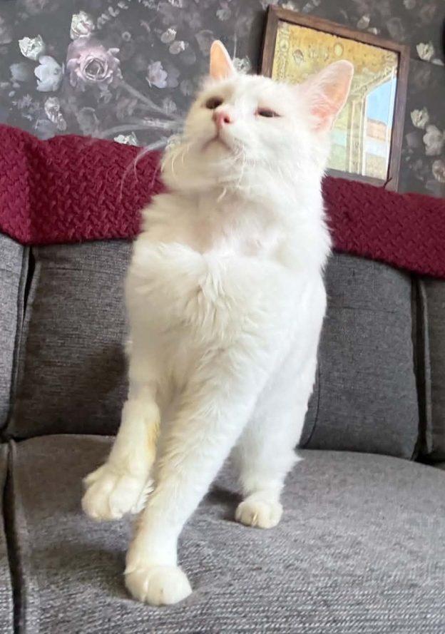 Enlarge Simon, a ADOPTABLE Domestic Short Hair in Anchorage, AK image 1/1