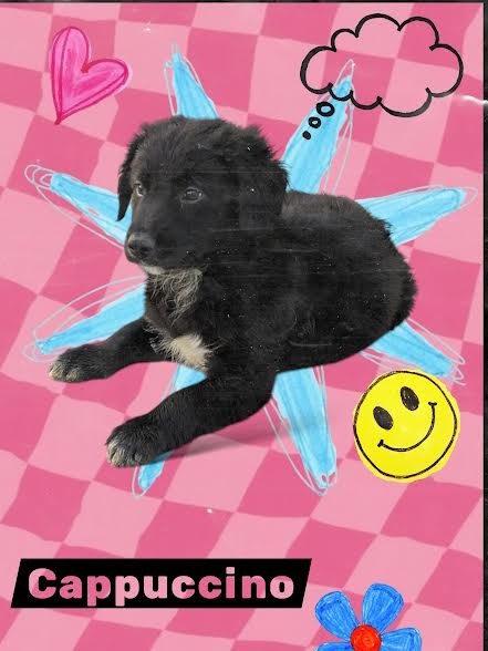 Cappuccino, adopted, Puppy Male Border Collie.