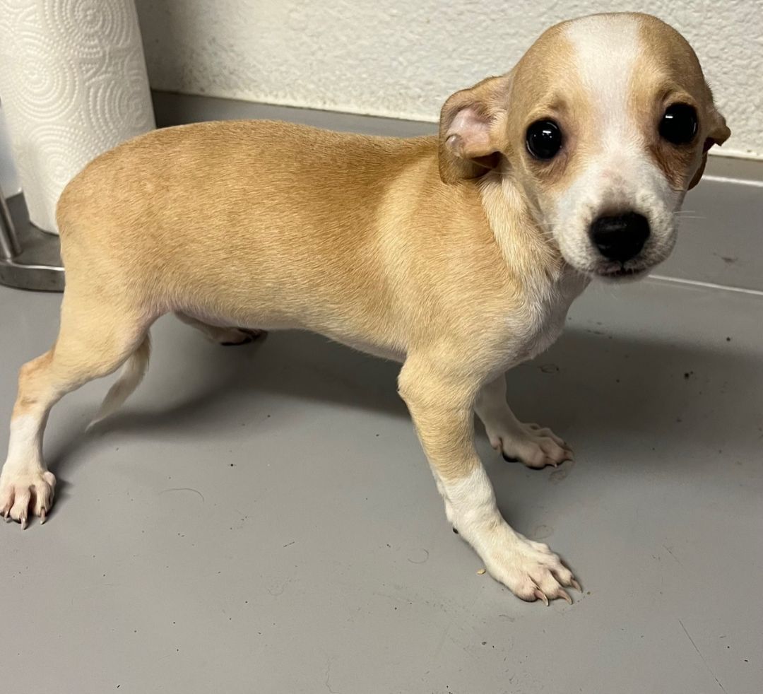 Maple , a Adopted Chihuahua image 1/4