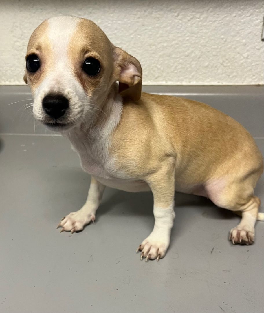 Maple , a Adopted Chihuahua image 2/4