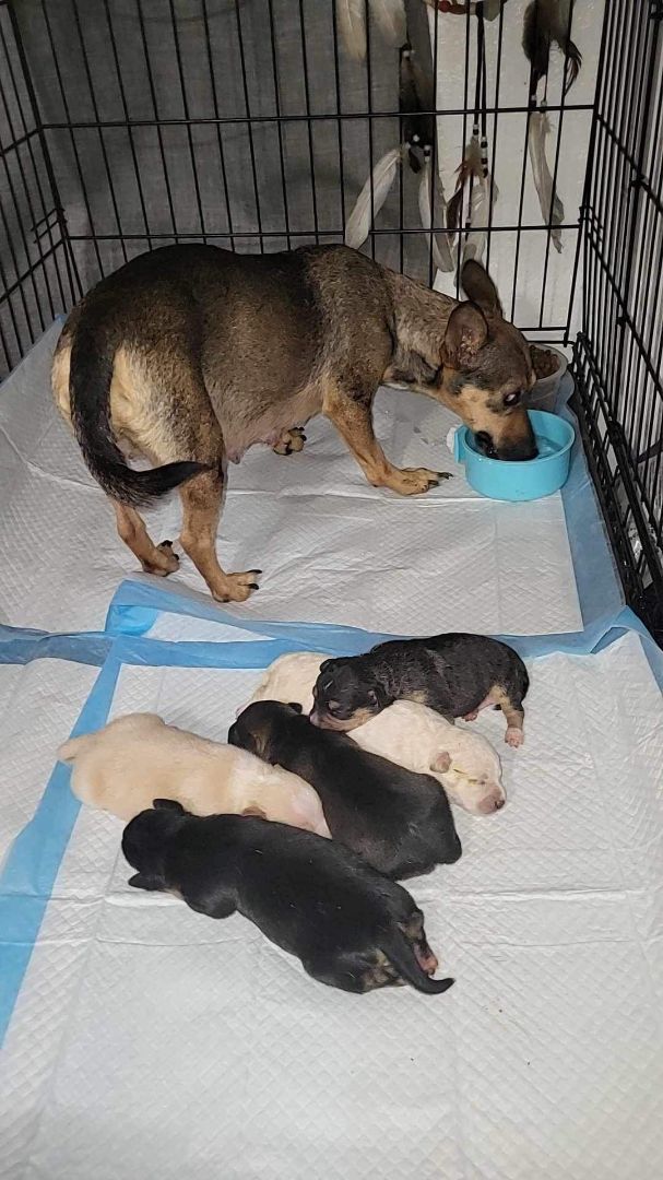 Maple , a Adopted Chihuahua image 3/4