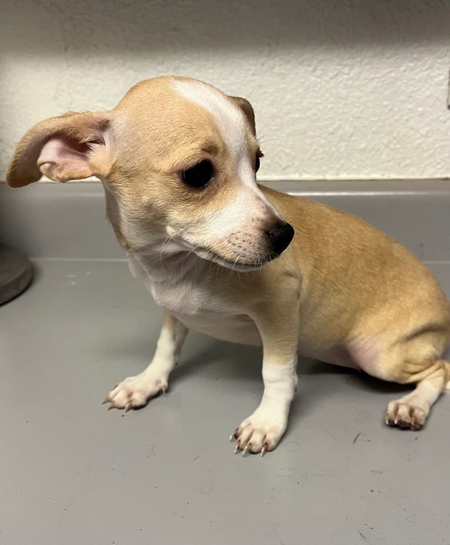 Maple , a Adopted Chihuahua image 4/4