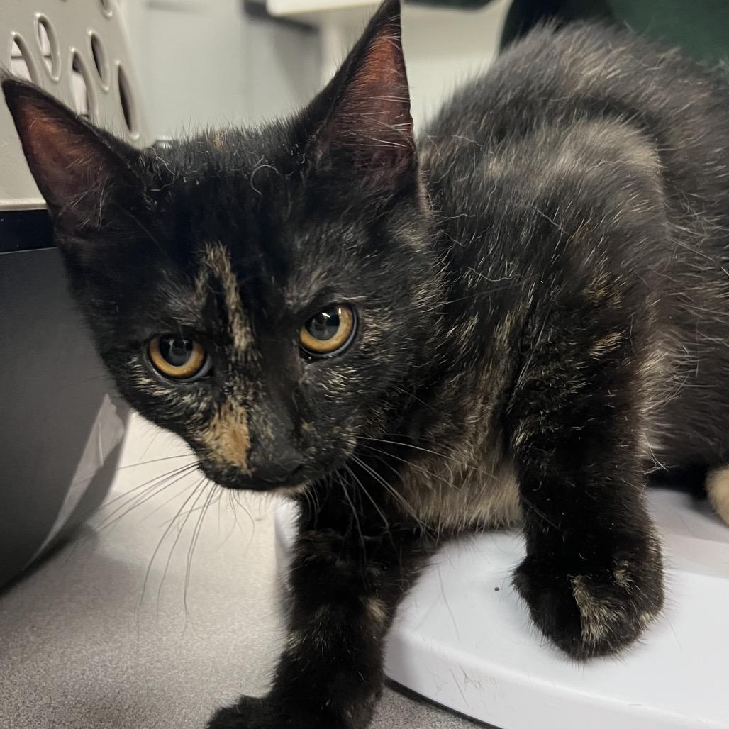 Arwen, a Adoptable Domestic Short Hair in Manhattan, KS image 1/2