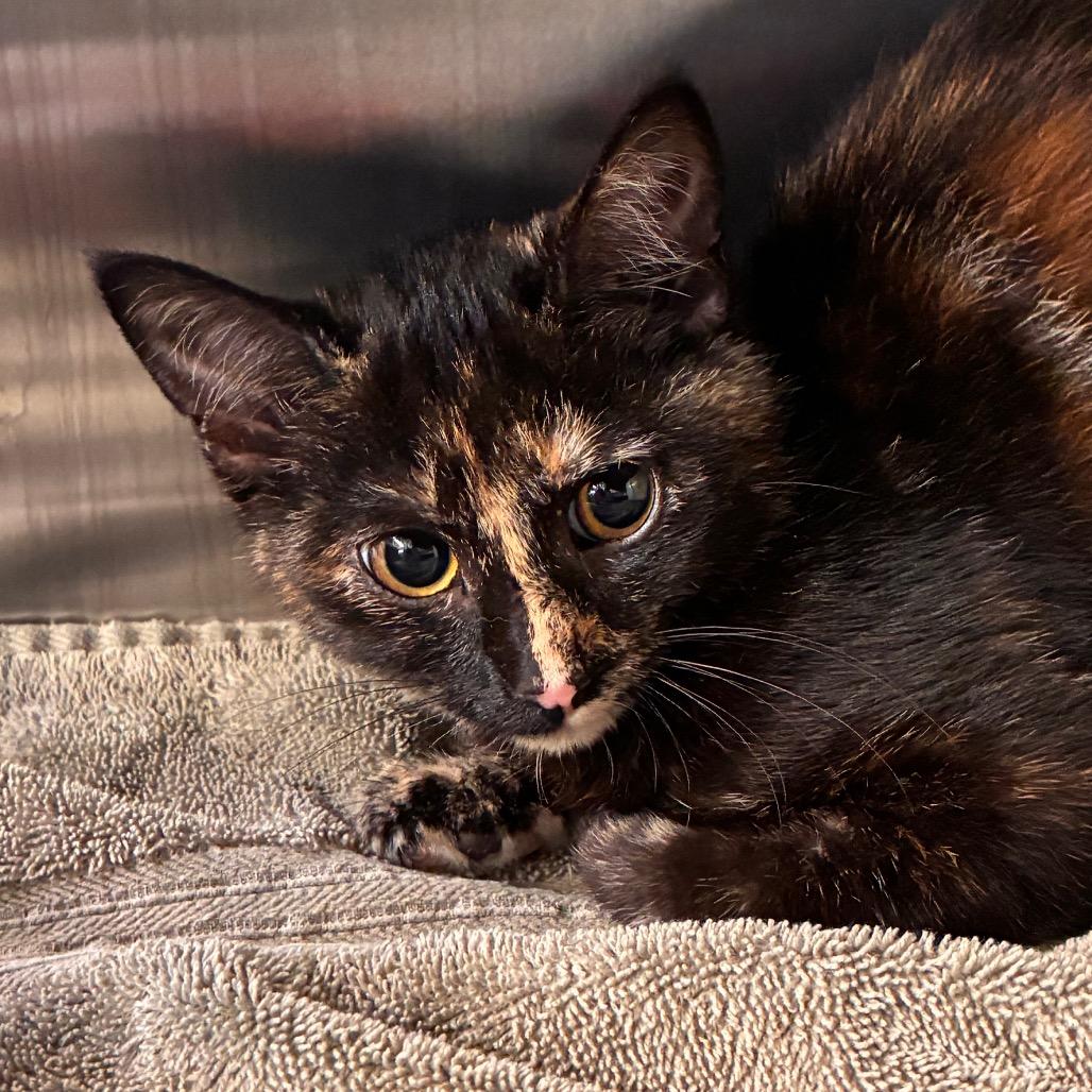 Arwen, a Adoptable Domestic Short Hair in Manhattan, KS image 2/2