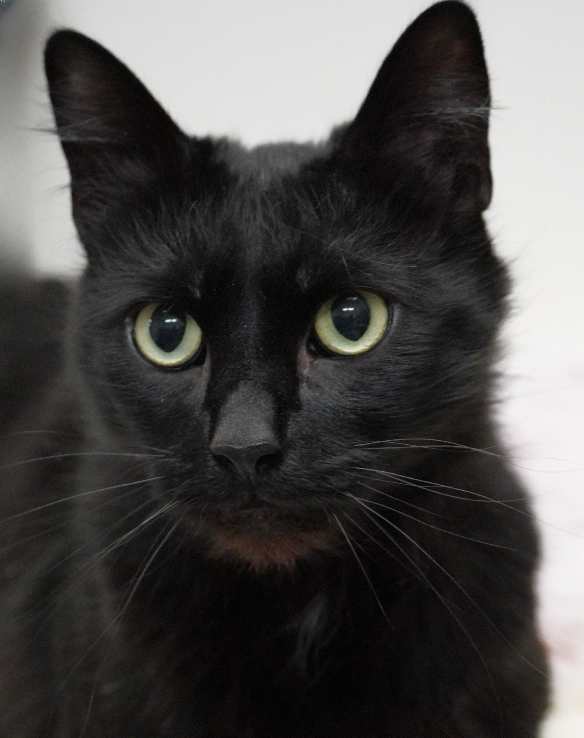 Scenic, ADOPTABLE, Adult Male Domestic Short Hair.