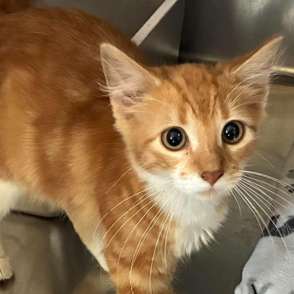 Enlarge Sunshine, a Adopted mixed breed in Petersburg, IL image 1/5