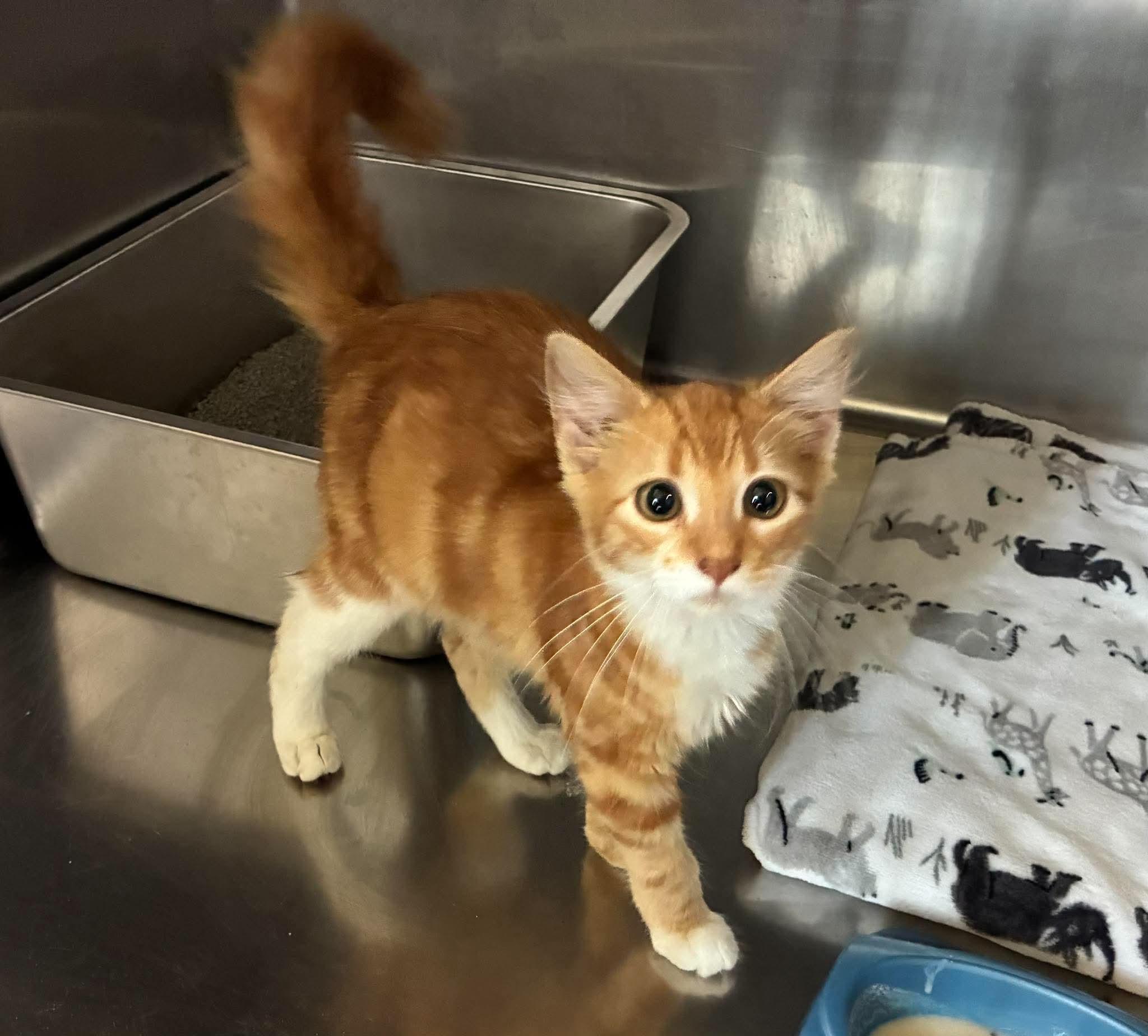 Enlarge Sunshine, a Adopted mixed breed in Petersburg, IL image 4/5