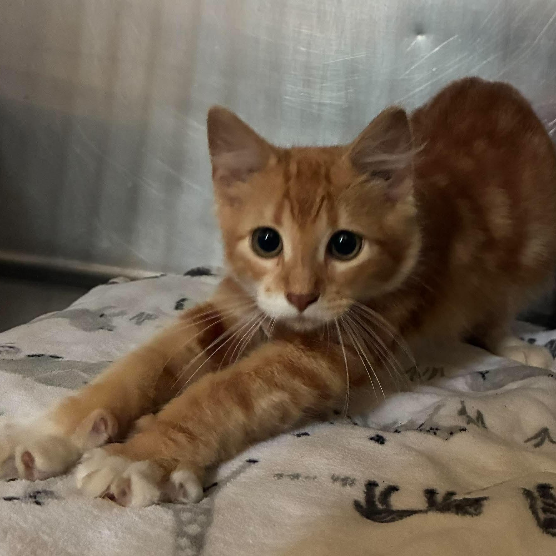 Enlarge Sunshine, a Adopted mixed breed in Petersburg, IL image 2/5
