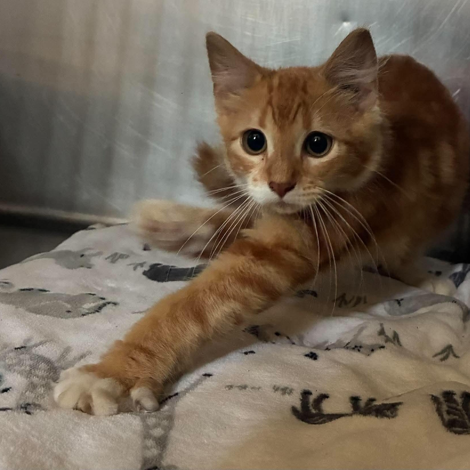 Enlarge Sunshine, a Adopted mixed breed in Petersburg, IL image 5/5