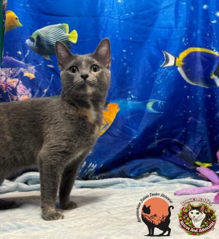 Noodle, a ADOPTABLE Domestic Short Hair in Huntington, WV image 5/5