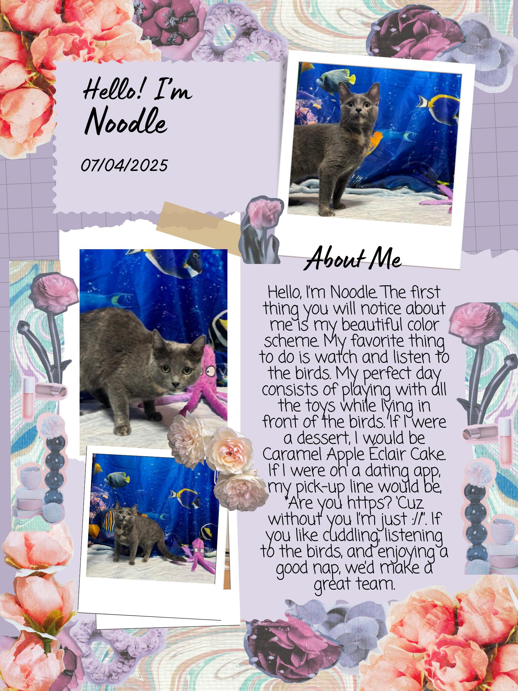 Noodle, ADOPTABLE, Young Female Domestic Short Hair.