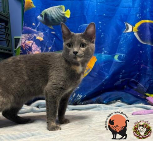 Noodle, a ADOPTABLE Domestic Short Hair in Huntington, WV image 4/5