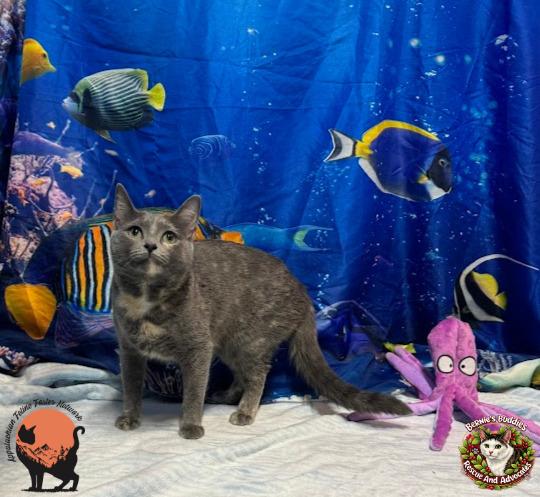 Noodle, a ADOPTABLE Domestic Short Hair in Huntington, WV image 3/5