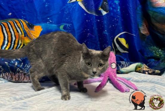Noodle, a ADOPTABLE Domestic Short Hair in Huntington, WV image 2/5