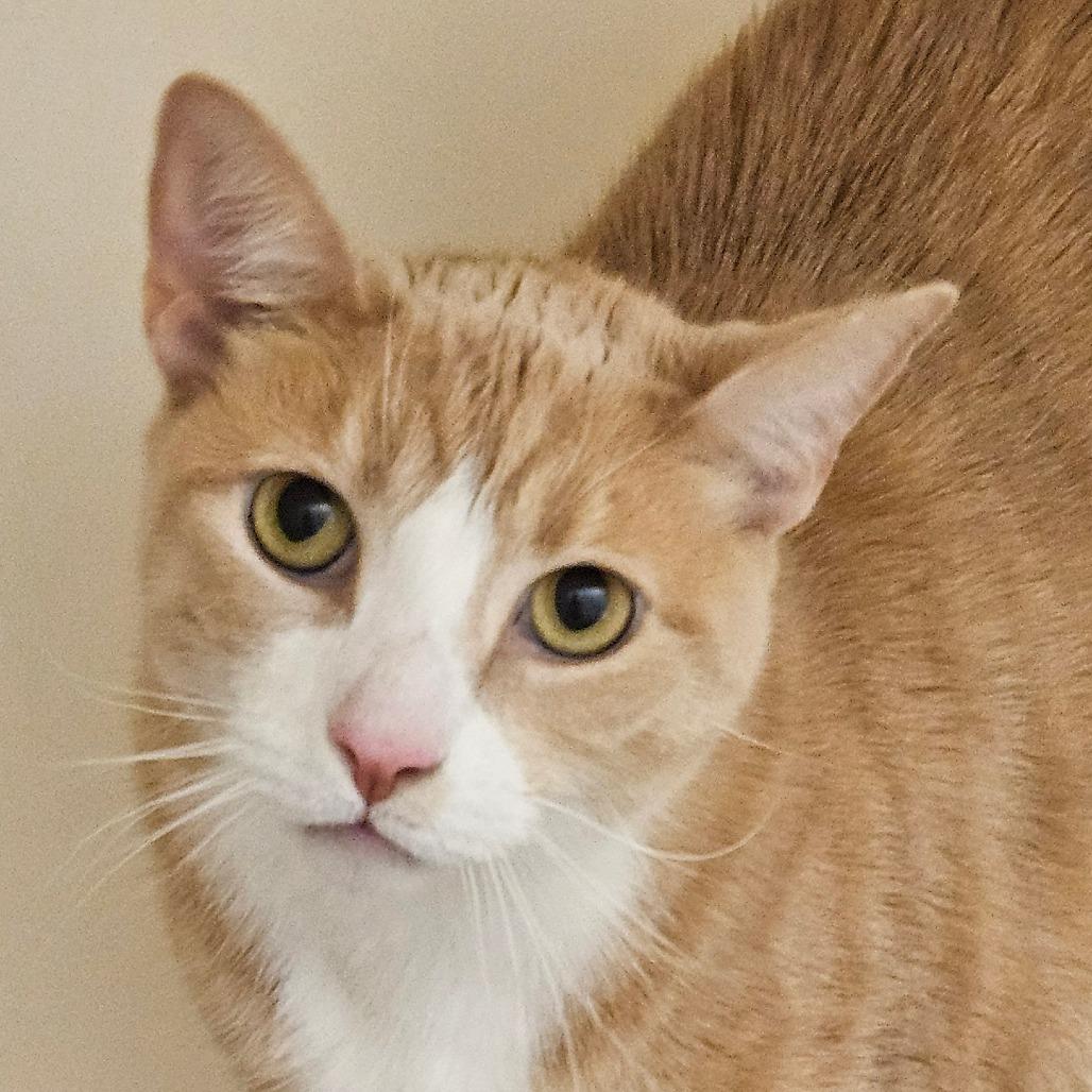 Archie, Adoptable, Senior Male Domestic Short Hair.