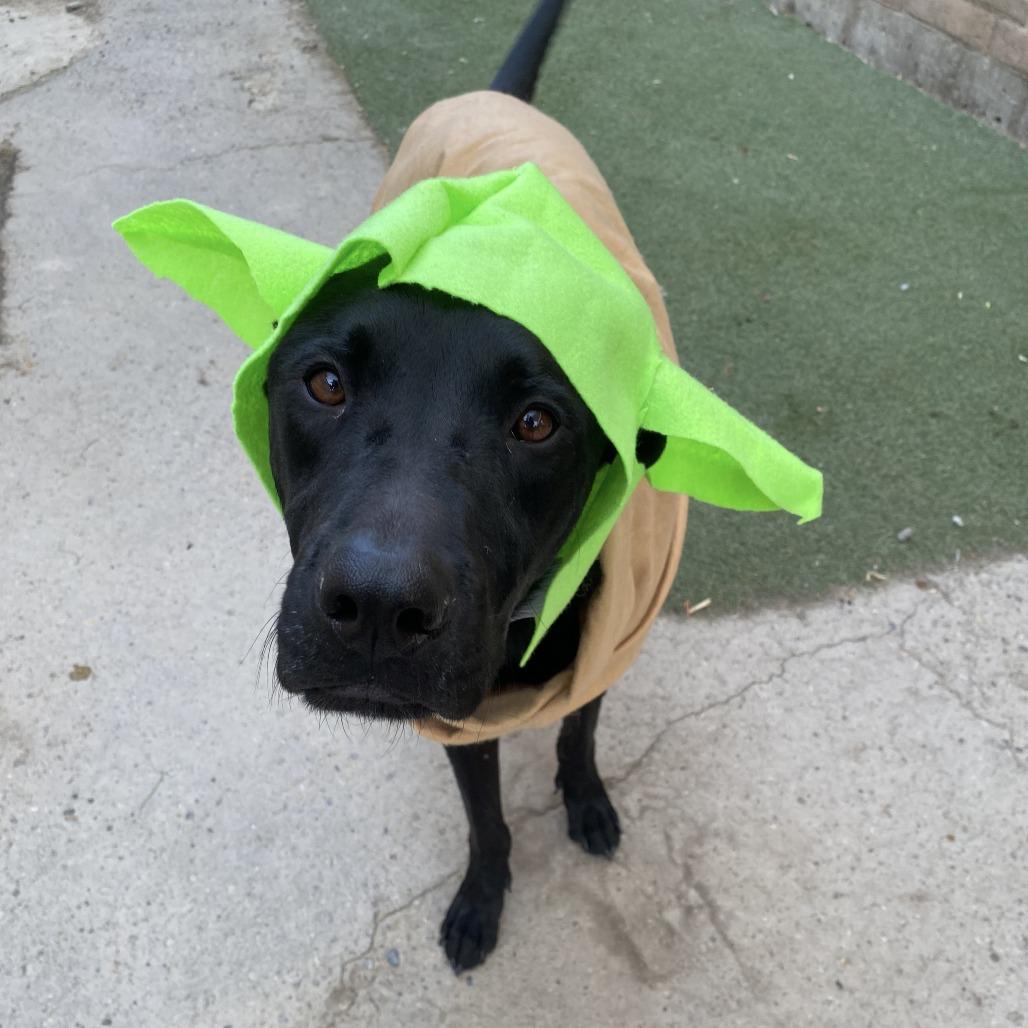 Enlarge Yoda, a Adoptable mixed breed in Grand Junction, CO image 1/4