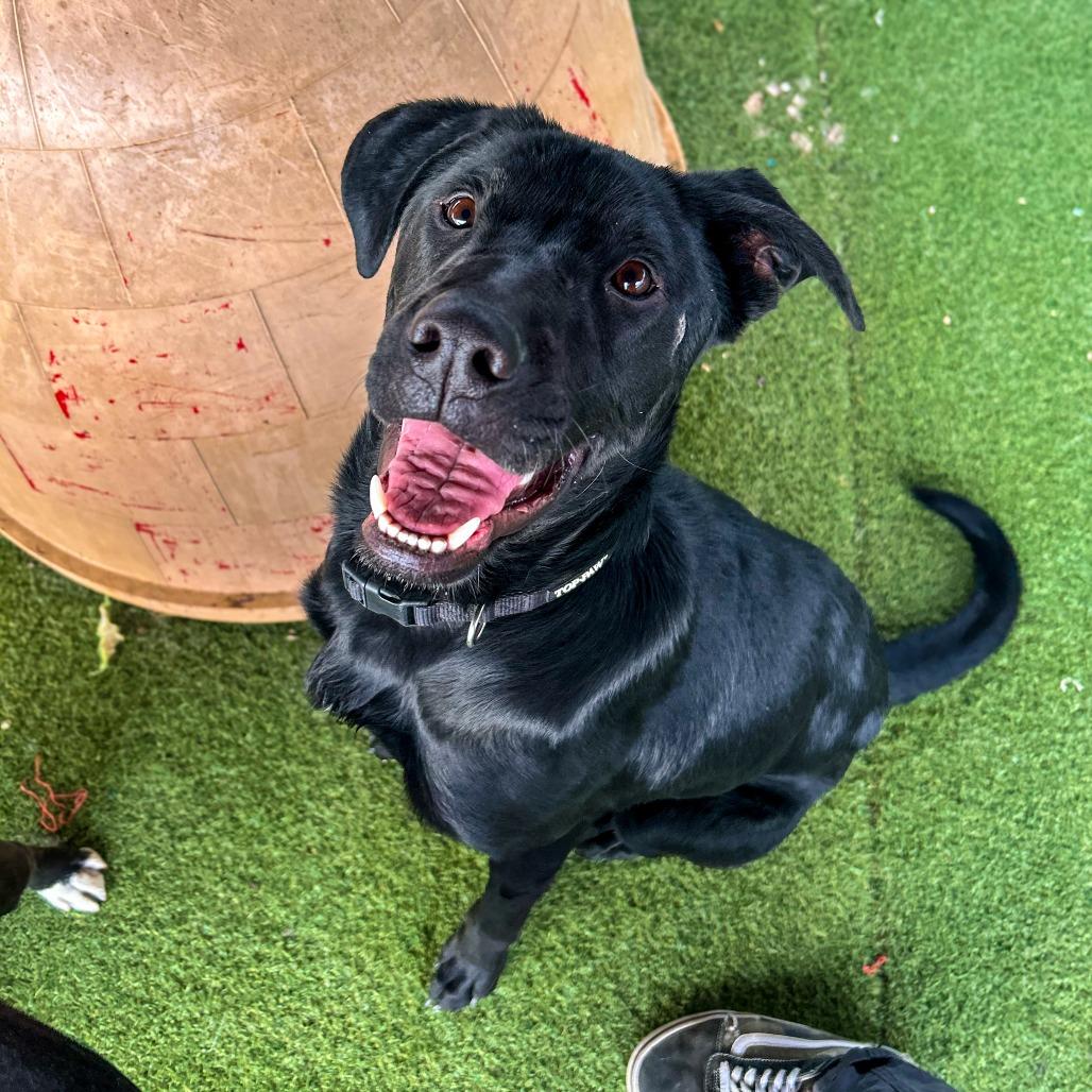 Enlarge Yoda, a Adoptable mixed breed in Grand Junction, CO image 1/4