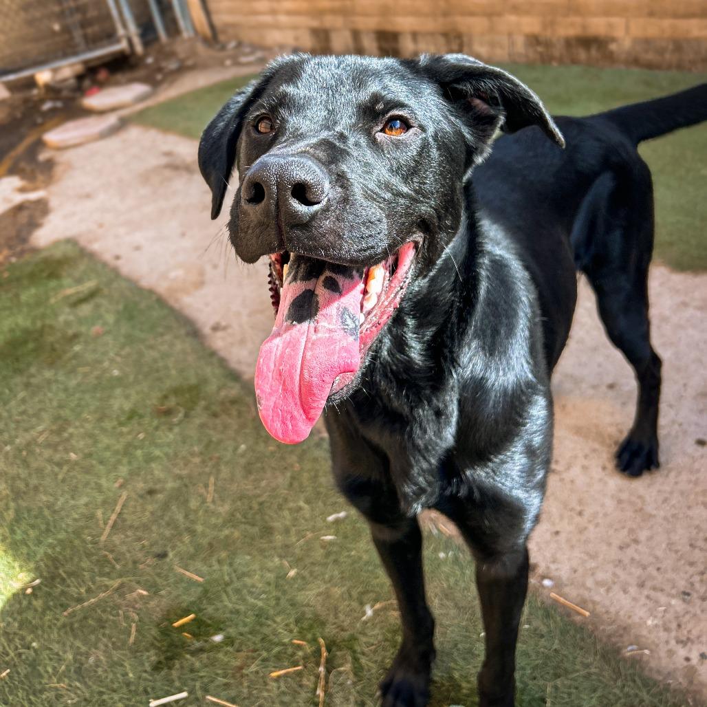 Enlarge Yoda, a Adoptable mixed breed in Grand Junction, CO image 2/4