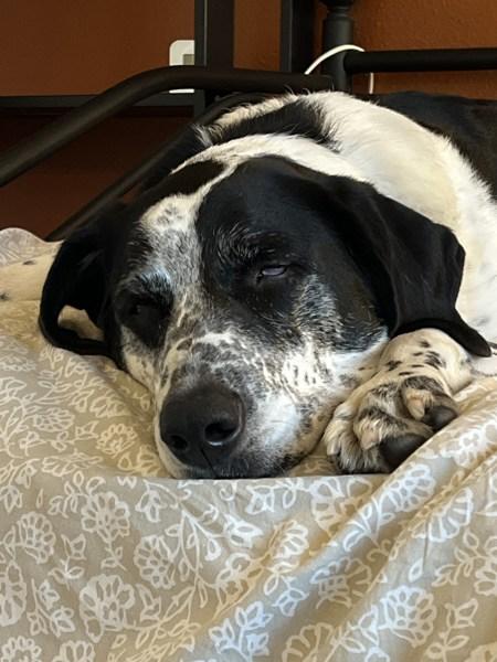 Skippy, Adoptable, Senior Male Mixed Breed.