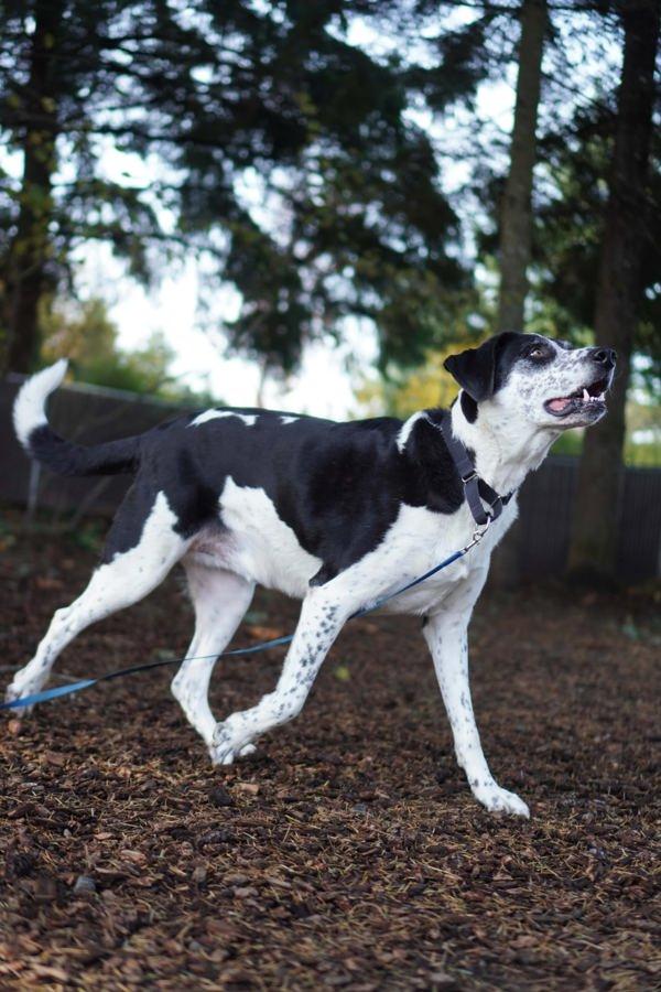 Enlarge Skippy, a Adoptable mixed breed in Vancouver, WA image 2/6