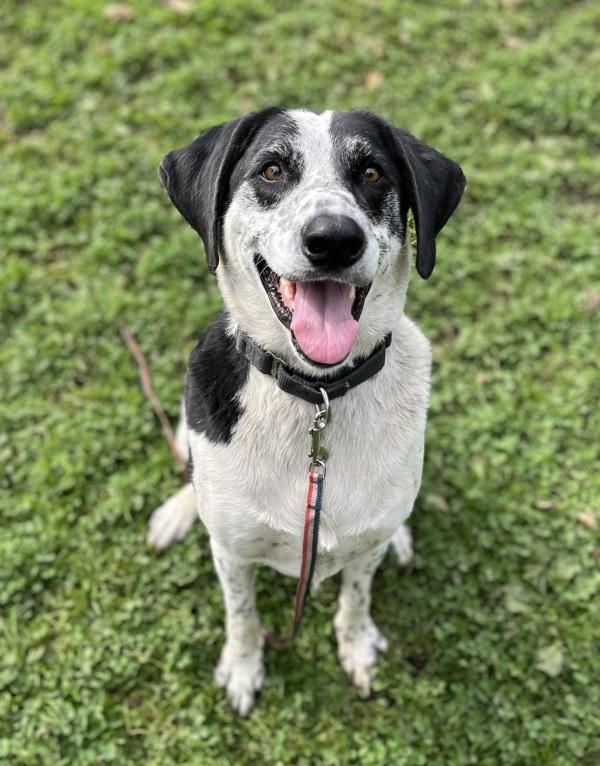 Enlarge Skippy, a Adoptable mixed breed in Vancouver, WA image 3/6