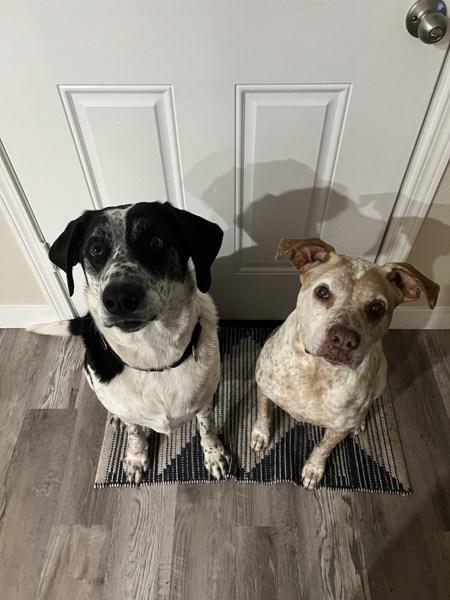 Enlarge Skippy, a Adoptable mixed breed in Vancouver, WA image 4/6