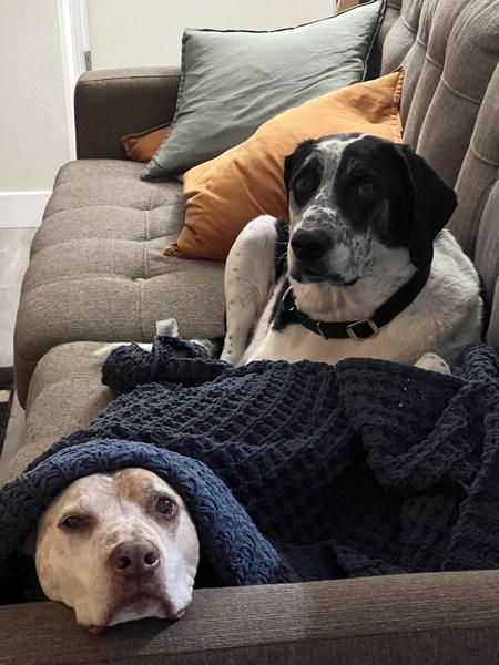 Enlarge Skippy, a Adoptable mixed breed in Vancouver, WA image 5/6