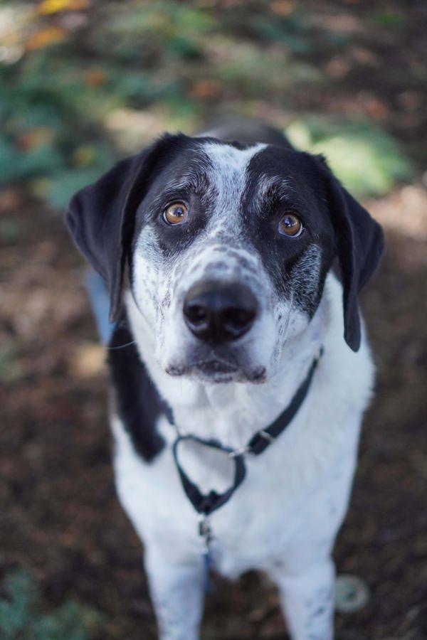 Enlarge Skippy, a Adoptable mixed breed in Vancouver, WA image 6/6