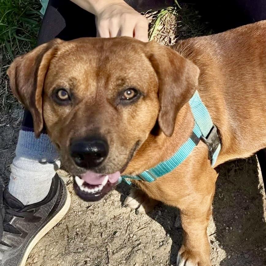 Diesel, Adoptable, Young Male Mixed Breed.