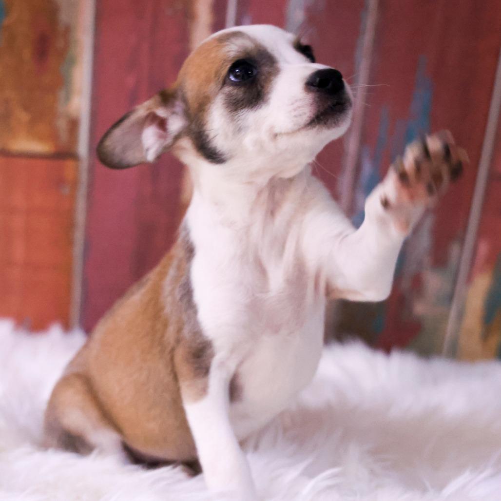 Enlarge Calypso, a Adopted mixed breed in Casa Grande, AZ image 1/1