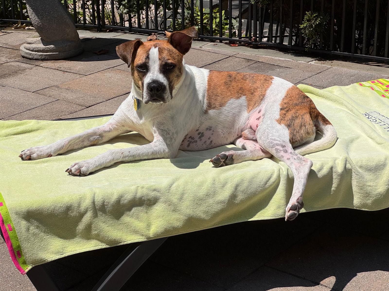 Enlarge Buddy, a Adoptable mixed breed in Pittsboro, NC image 2/3