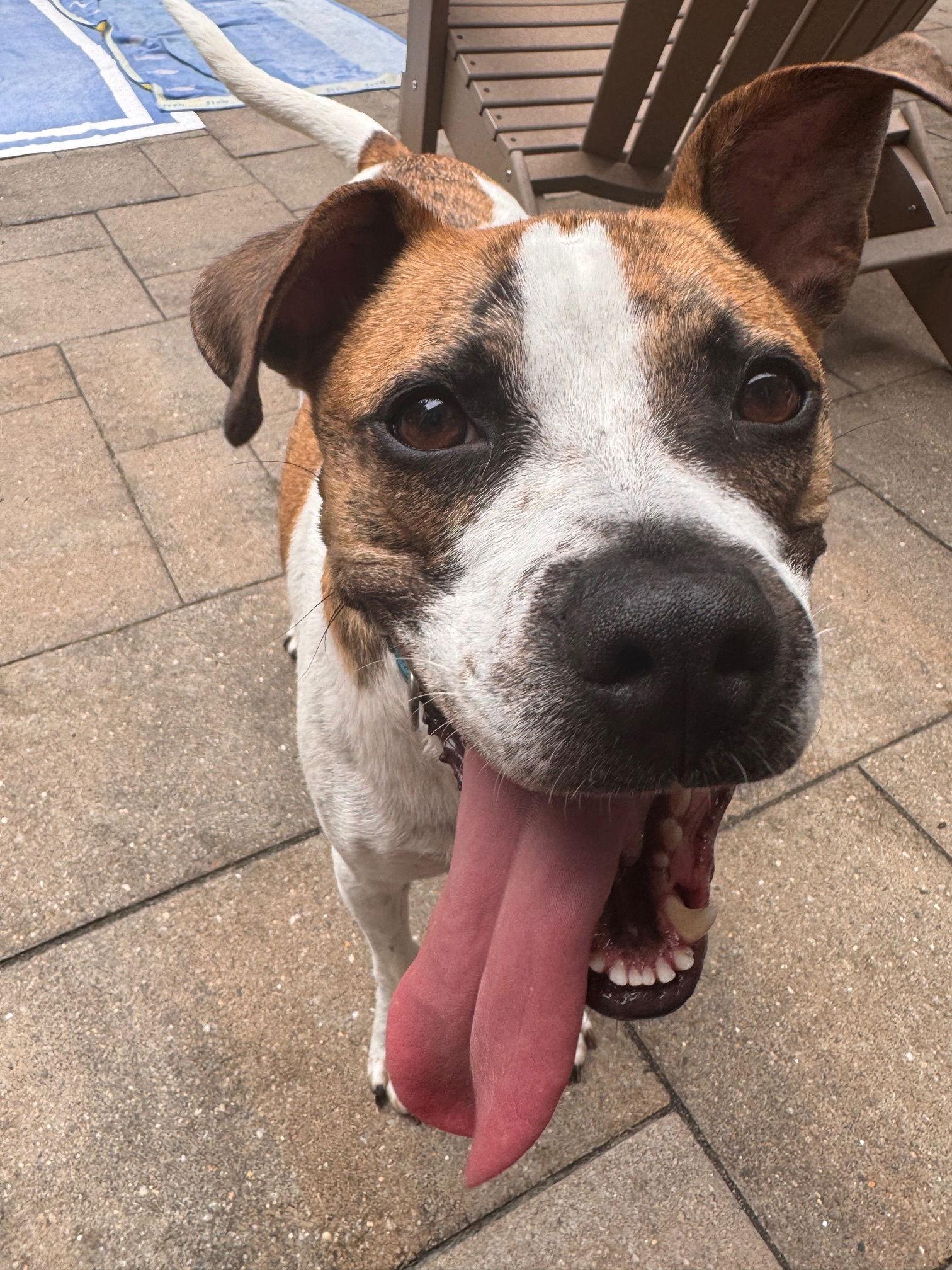 Enlarge Buddy, a Adoptable mixed breed in Pittsboro, NC image 3/3