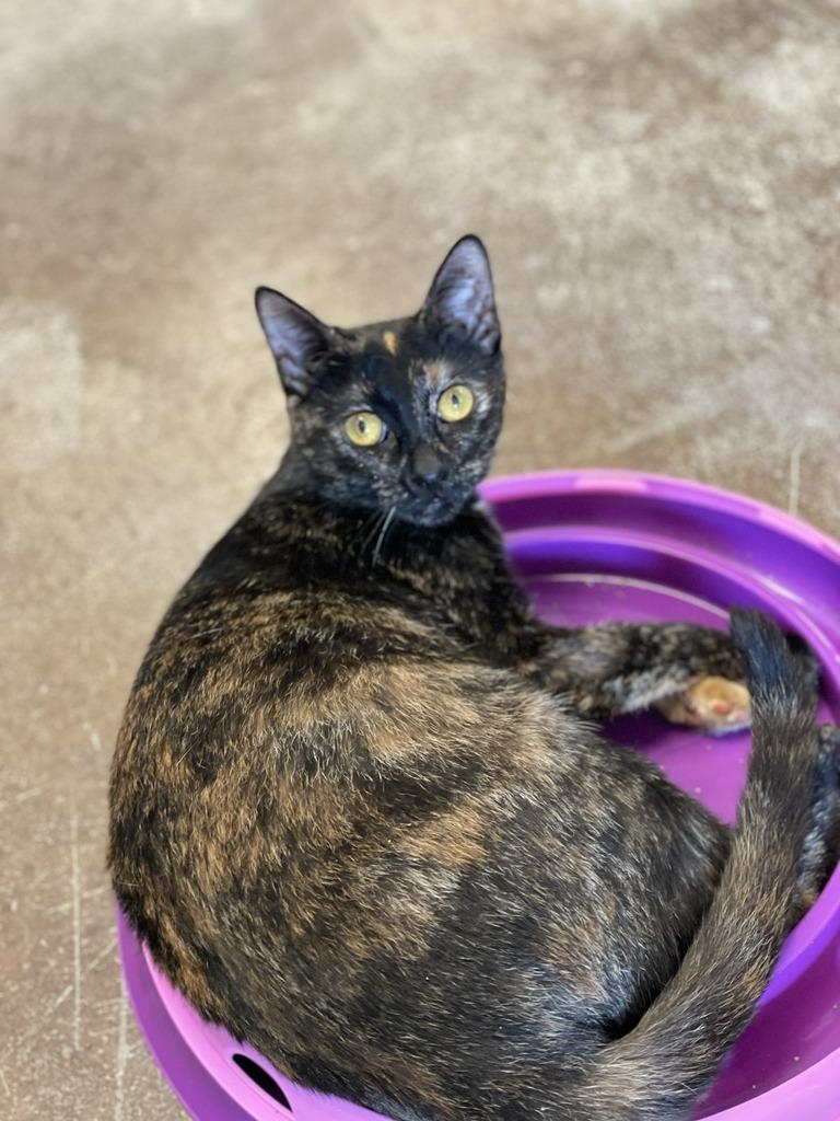 Enlarge Stormie, a Adoptable mixed breed in Minot, ND image 1/6