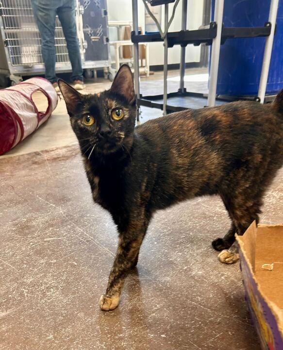 Enlarge Stormie, a Adoptable mixed breed in Minot, ND image 2/6