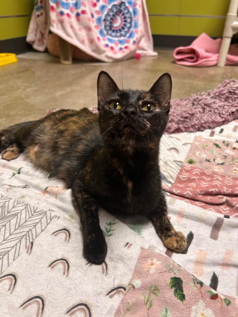 Stormie, Adoptable, Young Female Domestic Short Hair.
