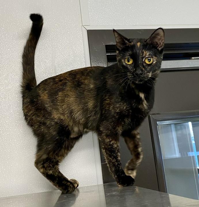 Enlarge Stormie, a Adoptable mixed breed in Minot, ND image 4/6