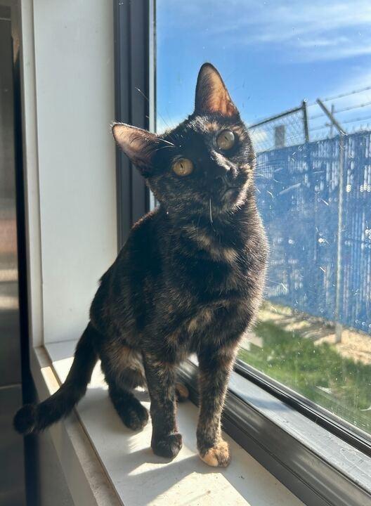 Enlarge Stormie, a Adoptable mixed breed in Minot, ND image 5/6