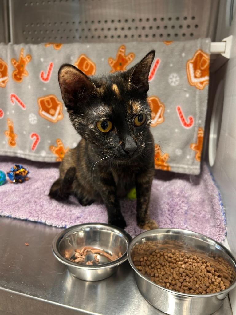 Enlarge Stormie, a Adoptable mixed breed in Minot, ND image 2/2