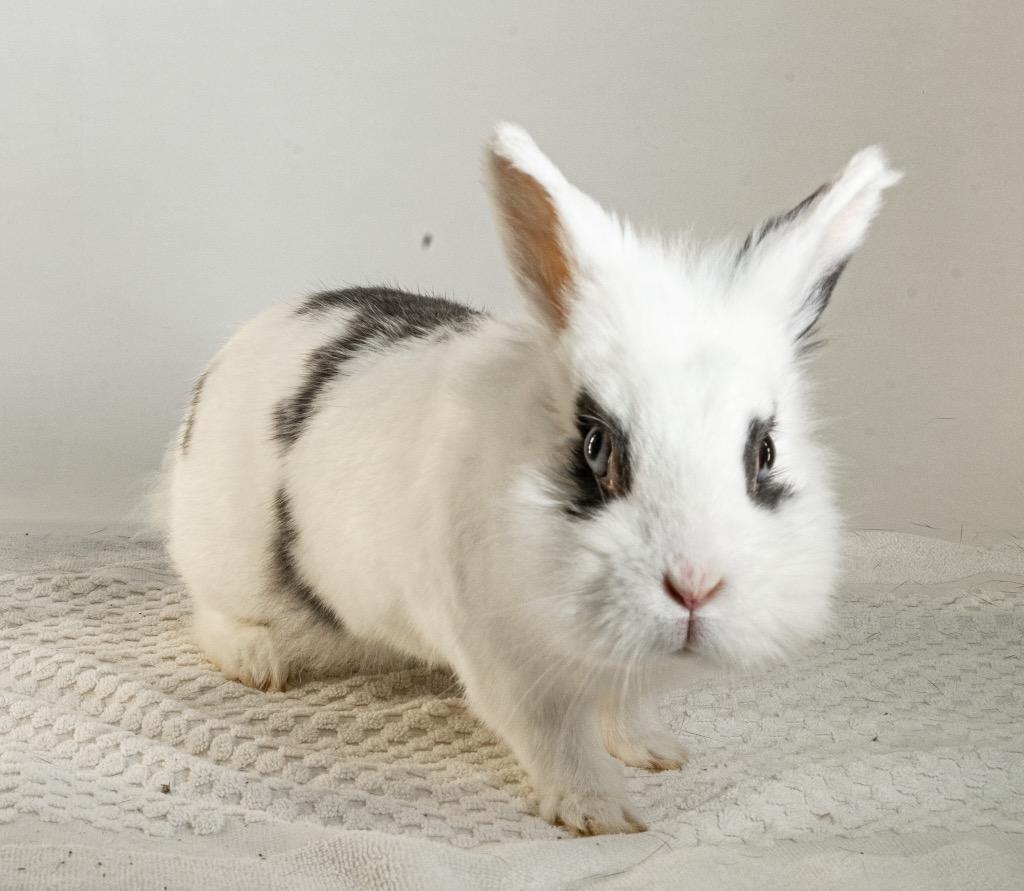 Enlarge Ruffles, a Adoptable mixed breed in San Francisco, CA image 1/6