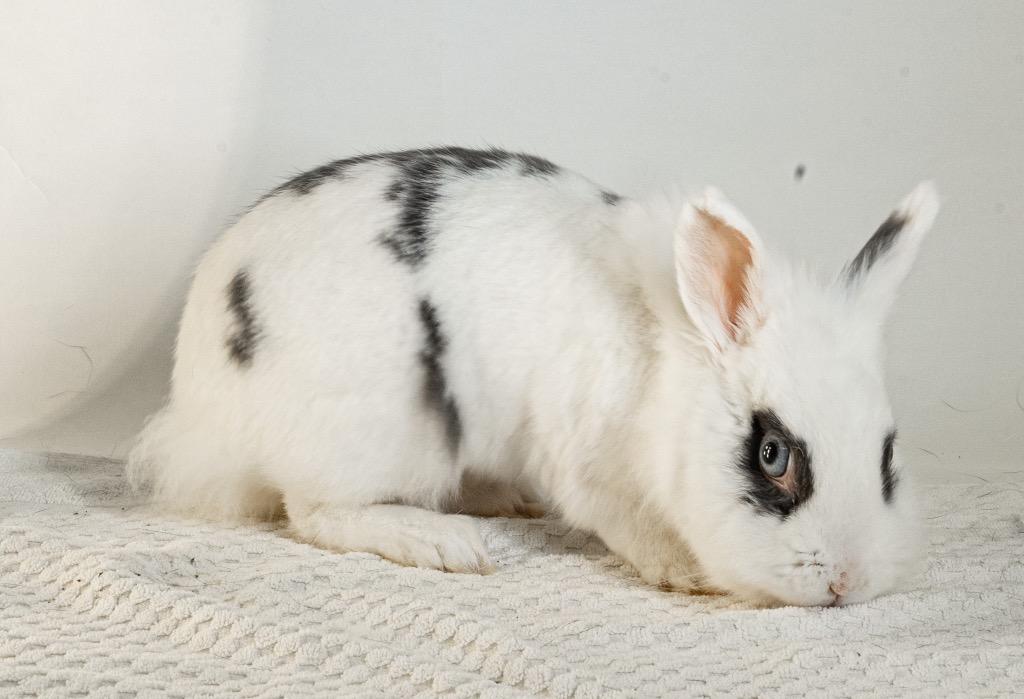 Enlarge Ruffles, a Adoptable mixed breed in San Francisco, CA image 3/6